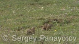Видео клип на Лалугер - Биещи се лалугери в брачния период